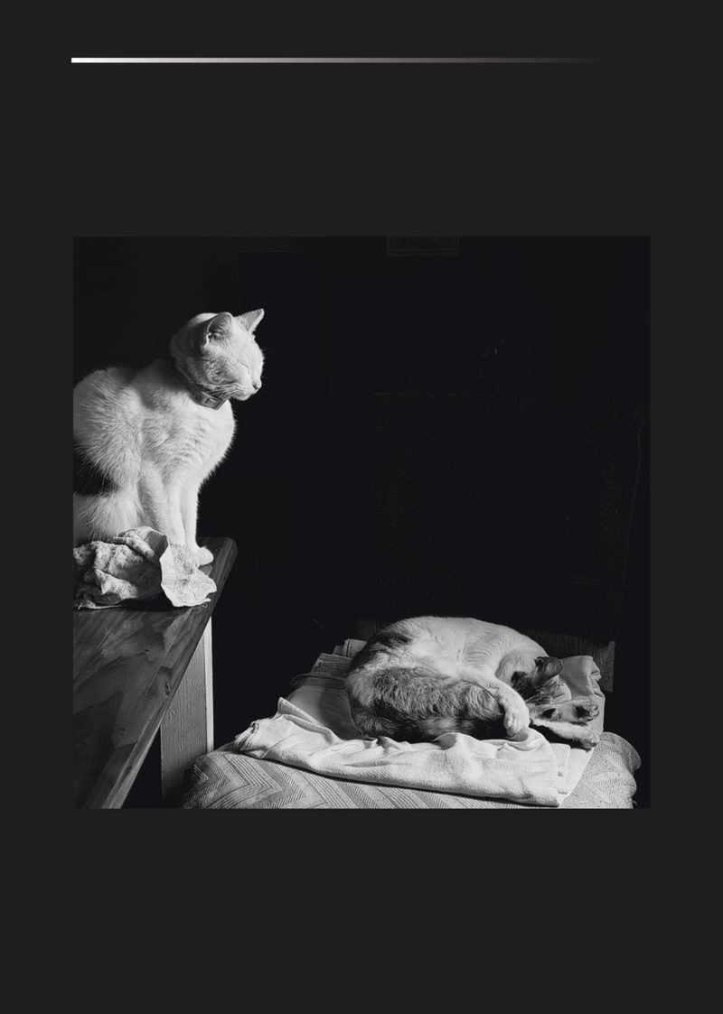 Gatos