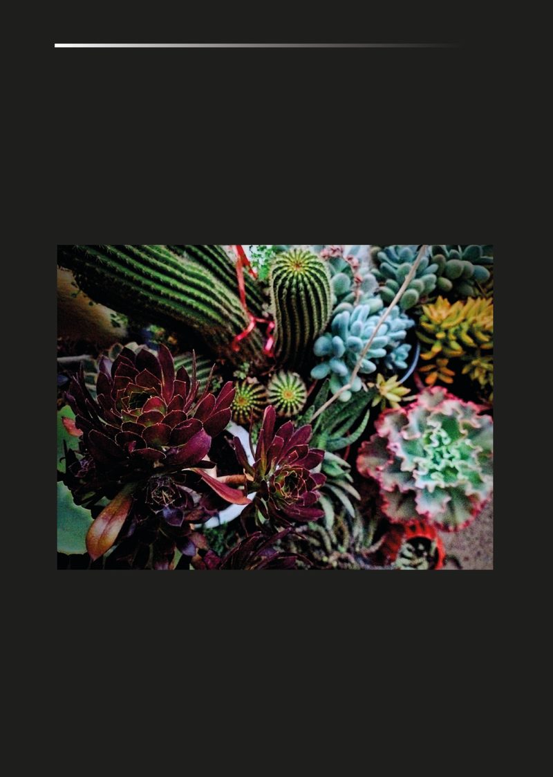 Cactus